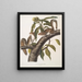 Sciurus carolinensis, scoiattolo grigio della Carolina, dimensioni naturali, maschio e femmina - John Woodhouse Audubon — quadro incorniciato alla parete