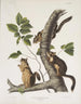 Sciurus douglasii Scoiattolo di Douglas Dimensione naturale 1 Maschio 2 Femelle - John Woodhouse Audubon — vista dell’opera