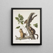 Sciurus douglasii Scoiattolo di Douglas Dimensione naturale 1 Maschio 2 Femelle - John Woodhouse Audubon — quadro incorniciato alla parete