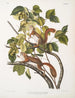 Sciurus hudsonius Scoiattolo della baia di Hudson Scoiattolo rosso Dimensione naturale - John Woodhouse Audubon — vista dell’opera