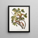 Sciurus hudsonius Scoiattolo della baia di Hudson Scoiattolo rosso Dimensione naturale - John Woodhouse Audubon — quadro incorniciato alla parete