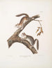 Scoiattolo peloso Sciurus laniginosus, dimensioni naturali - John Woodhouse Audubon — vista dell’opera