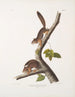 Sciurus richardsonii, scoiattolo colombiano di Richardson, dimensioni naturali, maschio e femmina - John Woodhouse Audubon — vista dell’opera
