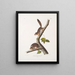 Sciurus richardsonii, scoiattolo colombiano di Richardson, dimensioni naturali, maschio e femmina - John Woodhouse Audubon — quadro incorniciato alla parete