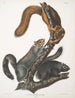 Sciurus cinereus Scoiattolo-cane Dimensioni naturali - John Woodhouse Audubon — vista dell’opera