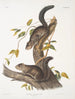 Sciurus colliaei Collie Scoiattolo Dimensioni naturali - John Woodhouse Audubon — vista dell’opera