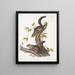 Sciurus colliaei Collie Scoiattolo Dimensioni naturali - John Woodhouse Audubon — quadro incorniciato alla parete