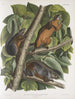 Sciurus ferruginiventris Scoiattolo a ventre rosso Dimensioni naturali Maschio Femmina e Giovane - John Woodhouse Audubon — vista dell’opera