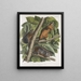 Sciurus ferruginiventris Scoiattolo a ventre rosso Dimensioni naturali Maschio Femmina e Giovane - John Woodhouse Audubon — quadro incorniciato alla parete