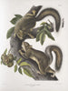 Sciurus leporinus Scoiattolo lepre Dimensioni naturali - John Woodhouse Audubon — vista dell’opera