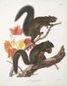 Sciurus longipilis Scoiattolo a pelo lungo Dimensioni naturali - John Woodhouse Audubon — vista dell’opera