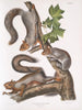 Sciurus migratorius Scoiattolo migratore Dimensione naturale 1 Vecchio maschio 2 Femelle 3 Giovani - John Woodhouse Audubon — vista dell’opera