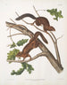 Sciurus mollipilosus Scoiattolo a pelo morbido Dimensioni naturali - John Woodhouse Audubon — vista dell’opera