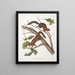 Sciurus mollipilosus Scoiattolo a pelo morbido Dimensioni naturali - John Woodhouse Audubon — quadro incorniciato alla parete