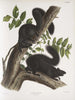 Sciurus niger Scoiattolo nero Dimensione naturale 1 Maschio 2 Femelle - John Woodhouse Audubon — vista dell’opera