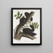 Sciurus niger Scoiattolo nero Dimensione naturale 1 Maschio 2 Femelle - John Woodhouse Audubon — quadro incorniciato alla parete