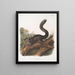 Sciurus nigrescens Scoiattolo scuro Maschio Dimensione naturale - John Woodhouse Audubon — quadro incorniciato alla parete