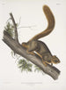 Sciurus rubricaudatus Scoiattolo dalla coda rossa Dimensione naturale Maschio - John Woodhouse Audubon — vista dell’opera