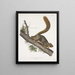 Sciurus rubricaudatus Scoiattolo dalla coda rossa Dimensione naturale Maschio - John Woodhouse Audubon — quadro incorniciato alla parete
