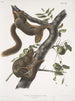 Sciurus subauratus, scoiattolo con ventre arancione, maschio e femmina, dimensioni naturali - John Woodhouse Audubon — vista dell’opera