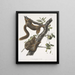 Sciurus subauratus, scoiattolo con ventre arancione, maschio e femmina, dimensioni naturali - John Woodhouse Audubon — quadro incorniciato alla parete