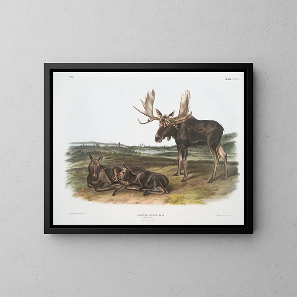 Serviteur des élans - John Woodhouse Audubon — quadro incorniciato alla parete