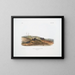 Sorex carolinensis, topor di Carolina, maschi e femmine, dimensioni naturali - John Woodhouse Audubon — quadro incorniciato alla parete