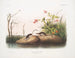 Sorex palustris, topor delle paludi americano, dimensioni naturali - John Woodhouse Audubon — vista dell’opera