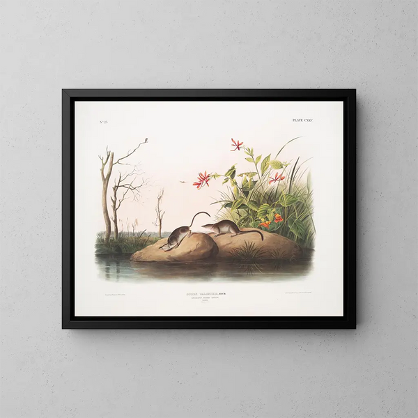Sorex palustris, topor delle paludi americano, dimensioni naturali - John Woodhouse Audubon — quadro incorniciato alla parete