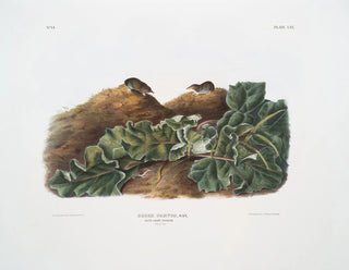 John Woodhouse Audubon - Sorex parvus Says Least Shrew Natural size.webp