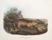 Spermophile di Parry dimensioni naturali - John Woodhouse Audubon — vista dell’opera