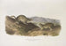 Spermophilus Richardsonii, spermophile di Richardson, dimensioni naturali - John Woodhouse Audubon — vista dell’opera