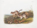 Spermophile laterale dimension naturale - John Woodhouse Audubon — vista dell’opera