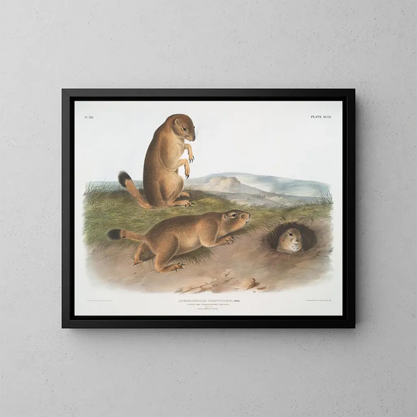 Spermophile di Ludovic - John Woodhouse Audubon — quadro incorniciato alla parete