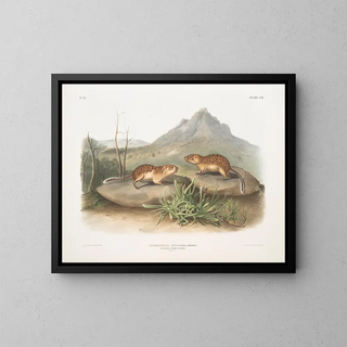 John Woodhouse Audubon - Spermophilus spilosoma California Marmot Squirrel Natural size.webp
