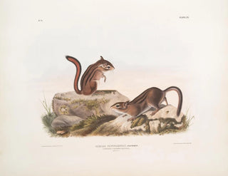 John Woodhouse Audubon - Tamias Townsendii Townsends Ground Squirrel Natural size.webp