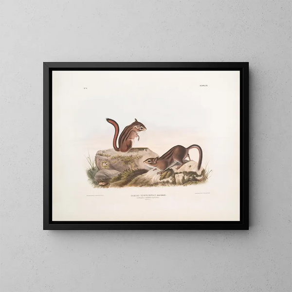 Squirrel terrestre di Townsend dimensioni naturali - John Woodhouse Audubon — quadro incorniciato alla parete