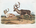 Caribou o renna americana maschi 1 pelliccia estiva 2 pelliccia invernale - John Woodhouse Audubon — vista dell’opera