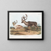 Caribou o renna americana maschi 1 pelliccia estiva 2 pelliccia invernale - John Woodhouse Audubon — quadro incorniciato alla parete