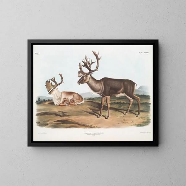Caribou o renna americana maschi 1 pelliccia estiva 2 pelliccia invernale - John Woodhouse Audubon — quadro incorniciato alla parete
