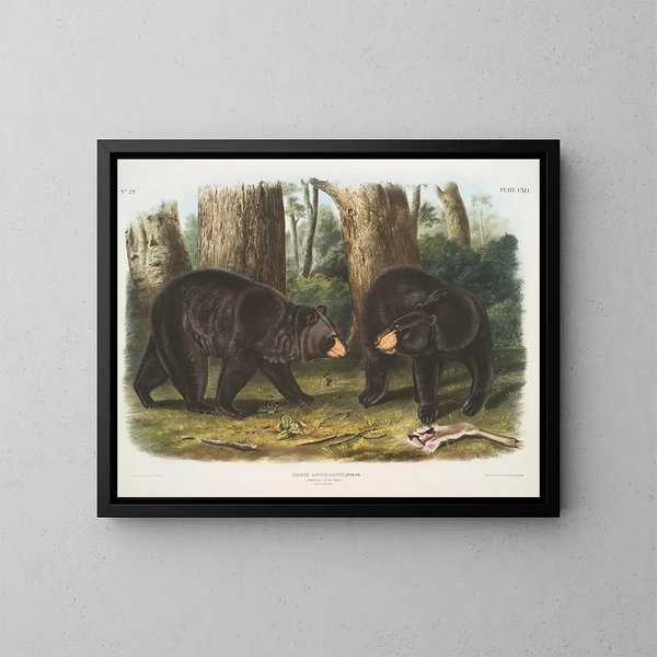Ours nero americano maschio e femmina - John Woodhouse Audubon — quadro incorniciato alla parete