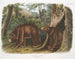 Orso nero americano varietà cannella maschio e femmina - John Woodhouse Audubon — vista dell’opera