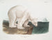 Orso polare maschio - John Woodhouse Audubon — vista dell’opera