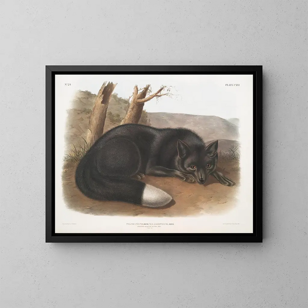 Renard noir ou argent américain - John Woodhouse Audubon — quadro incorniciato alla parete