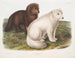 Volpe artica in inverno e in estate - John Woodhouse Audubon — vista dell’opera