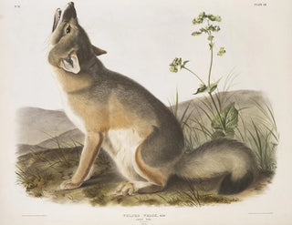 John Woodhouse Audubon - Vulpes velox Swift Fox Natural size Male.webp