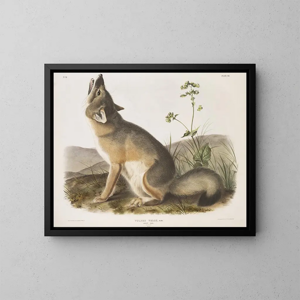 Renard rapido dimensioni naturali maschio - John Woodhouse Audubon — quadro incorniciato alla parete