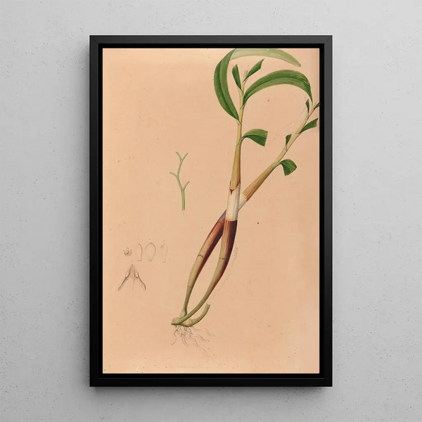 Joo Barbosa Rodrigues - Iconographie des orchidees du Bresil Pl03.webp