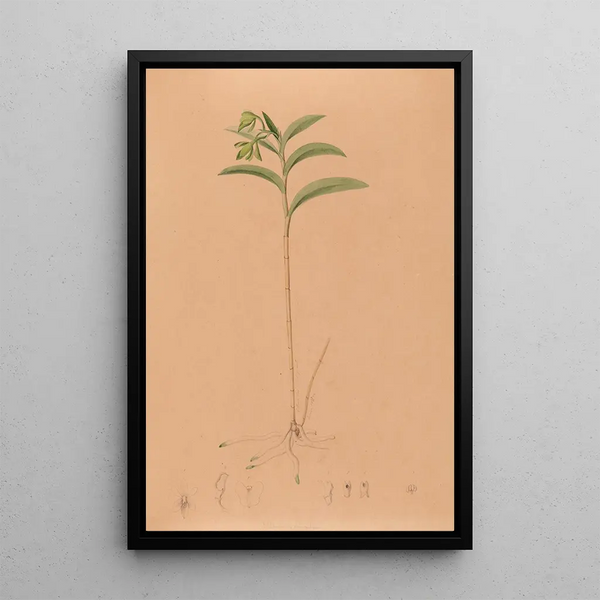Joo Barbosa Rodrigues - Iconographie des orchidees du Bresil Pl17.webp