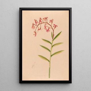 Joo Barbosa Rodrigues - Iconographie des orchidees du Bresil Pl18.webp